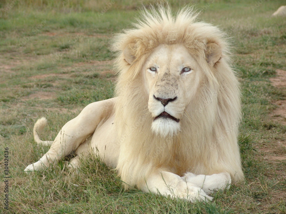 Weißes Löwen Männchen Portrait 6815 Stock Photo | Adobe Stock