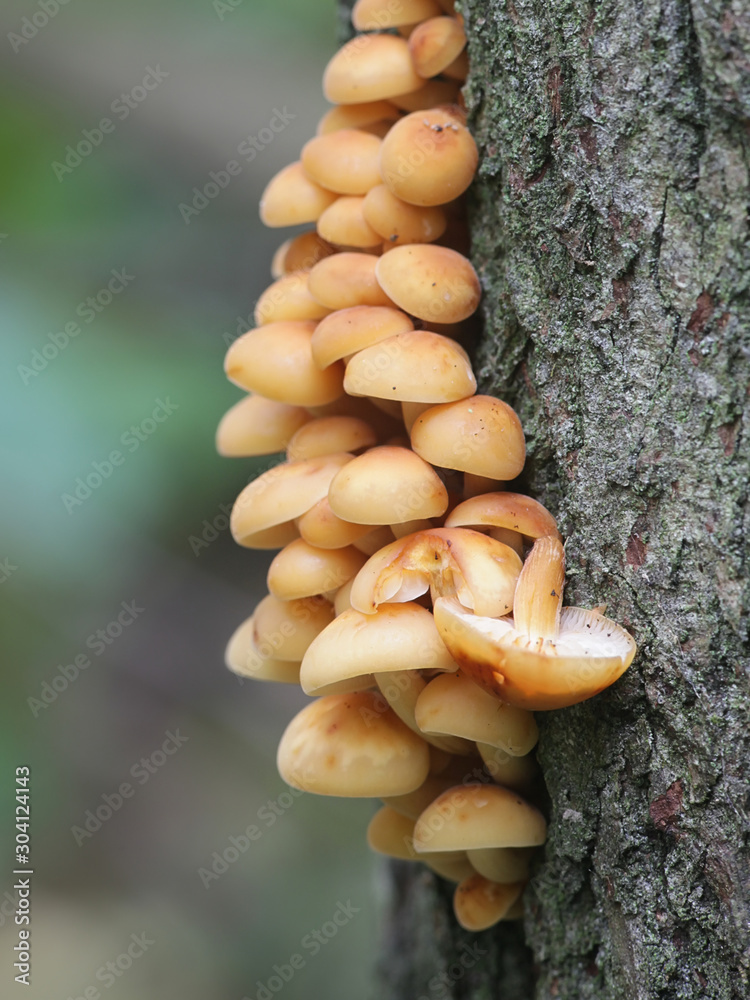 Flammulina velutipes, known as seafood mushroom, winter mushroom, winter fungus, velvet foot, velvet stem or velvet shank, growing wild in Finland Flammulina velutipes, known as seafood mushroom, winter mushroom, winter fungus, velvet foot, velvet stem or velvet shank, growing wild in Finland