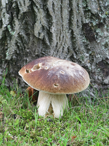 Boletus reticulatus (Boletus aestivalis), known as the summer cep or summer bolete, edible mushrooms from Finland