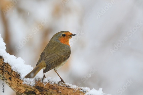Photo of European robin (Erithacus rubecula) sits on the branch. Detailed and bright portrait. Winter landscape with a song bird. Erithacus rubecula. Wildlife scene from nature