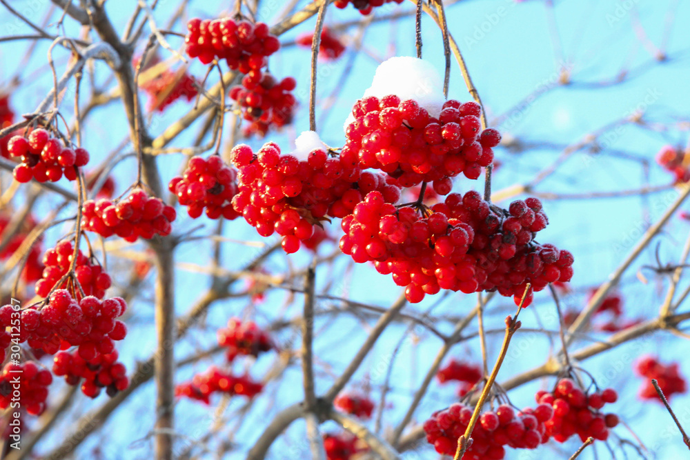 Viburnum berries covered with snow. selective focus Viburnum berries covered with snow. selective focus