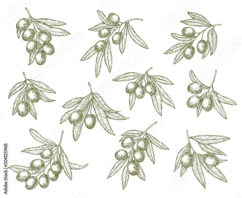 Olive branches sketch, extra virgin olives