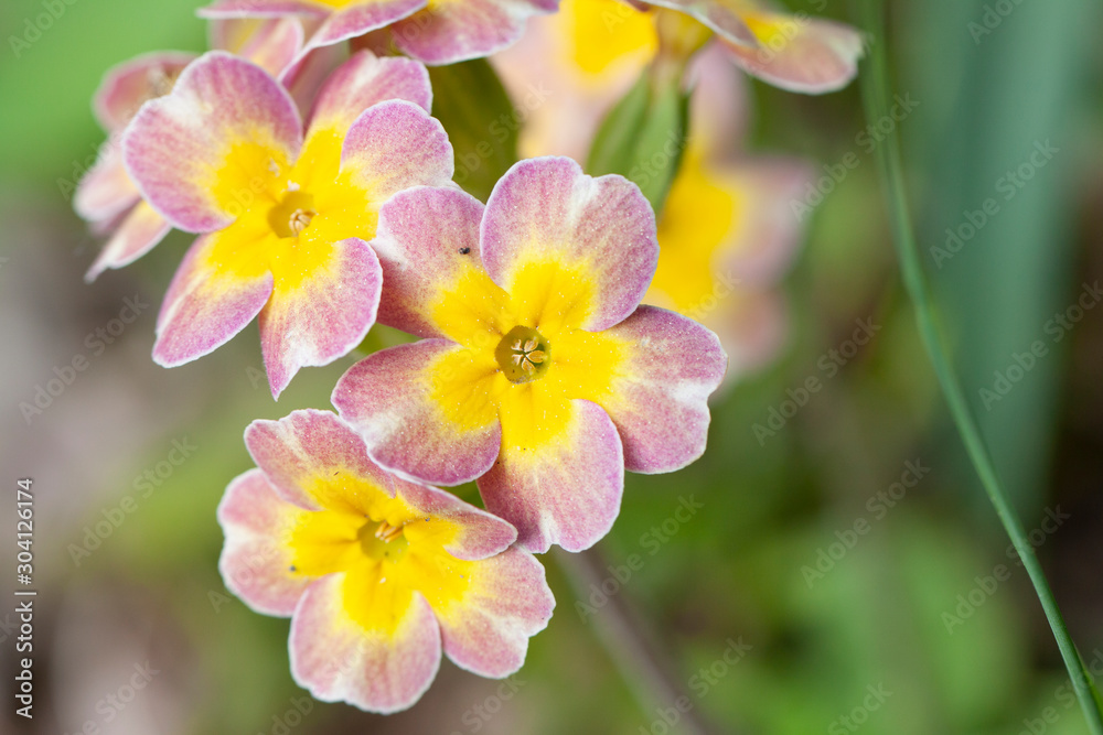 Blume057 Blume057