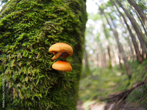 Orange mushroom in Japanese highland forest