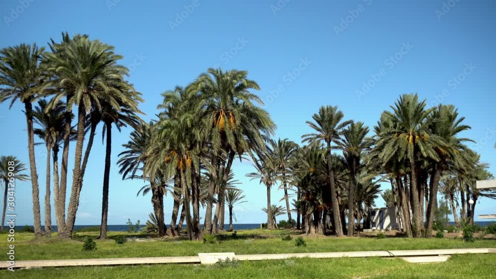 Glade of tall palm trees. The wind shakes the leaves of the trees. Palm trees on a background of blue sea. The camera makes a pass Glade of tall palm trees. The wind shakes the leaves of the trees. Palm trees on a background of blue sea. The camera makes a pass