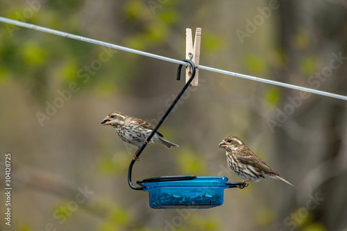 Pair of female Rose Breasted Grosbeaks landscape photo