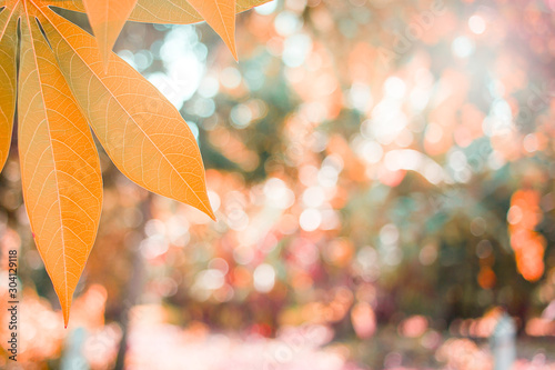 Autumn leaves on a blurred background