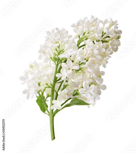 Branch of white lilac flowers with green leaf isolated on white background. Top view.