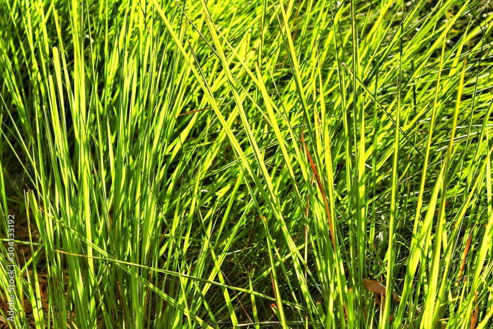 Fototapeta premium Beautiful Green leaf texture in the forest