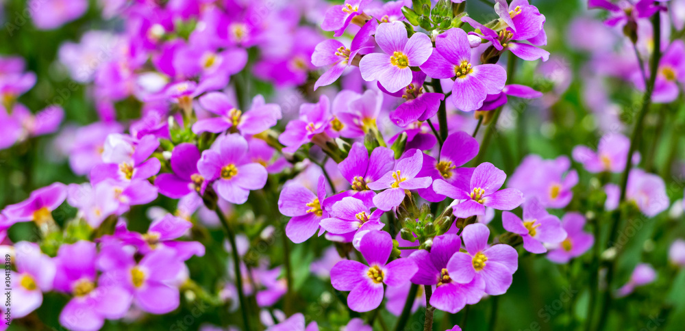 The flowers aubrieta on a green background_ The flowers aubrieta on a green background_
