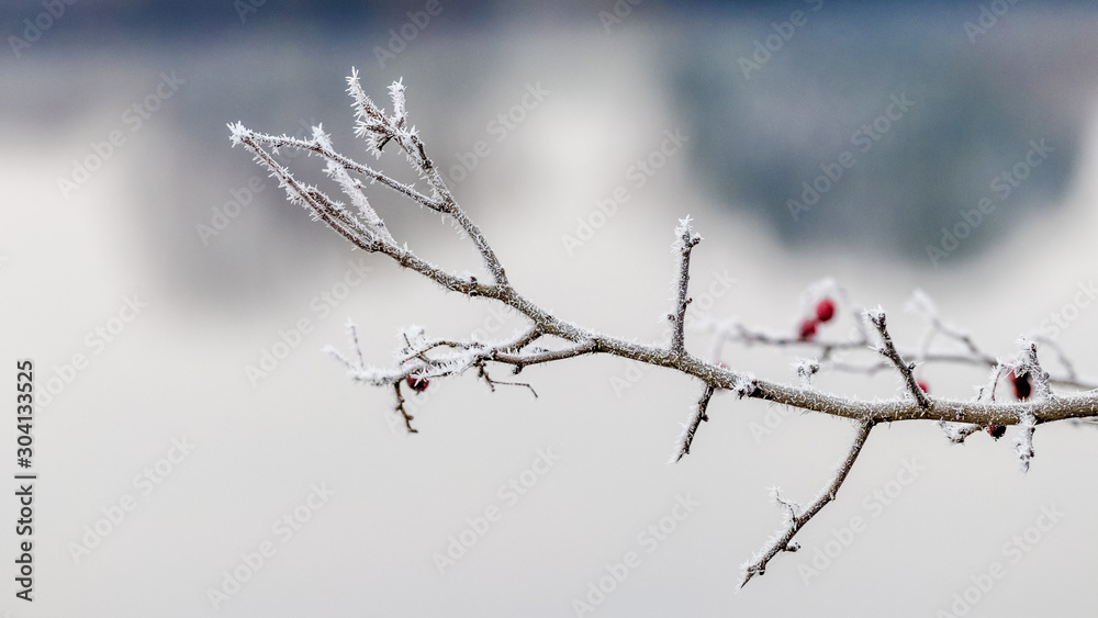 Frosty branch of wild rose with single berries on river background_