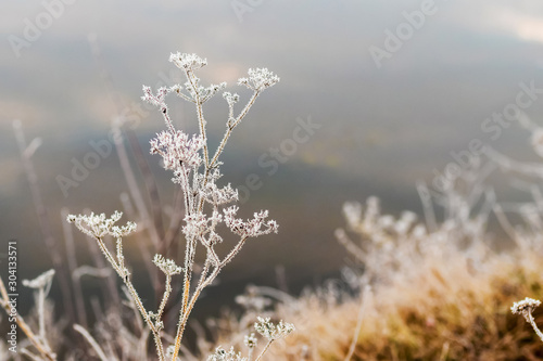 Frost-covered stems of dry plants on river background_