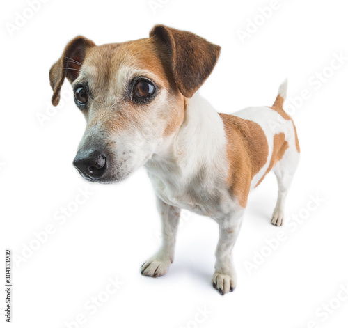 Dog full length stands on a white background. Looking left. attentive interested curious look © Iryna&Maya