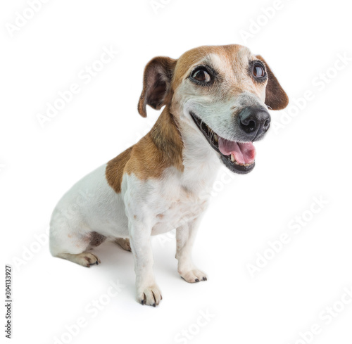 Dog smiling sitting on white background. Smiling Jack Russell terrier looking to the camera. 