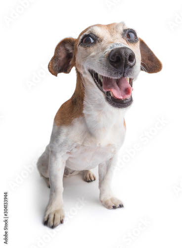 Dog on white background. Happy smiling silly dog face. Funny pet 