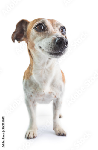 Beautiful full length dog in white background. Jack russell terrier 