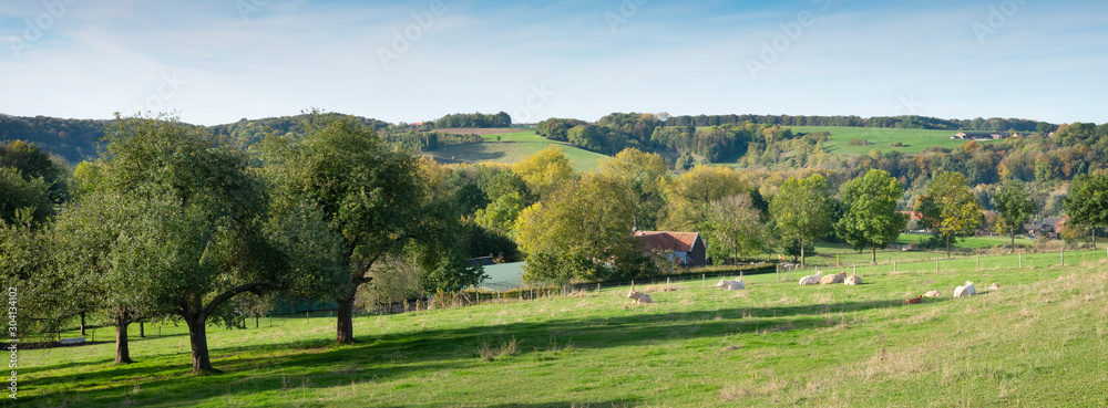 landscape of south limburg with white cows and trees on sunny day in the fall