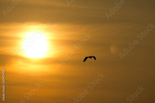 A heron in flight against an orange sunset