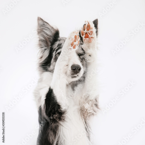 border collie dog hiding behing his own paws photo