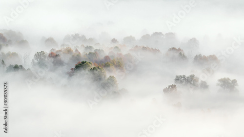 The foggy forest, autumn landscape
