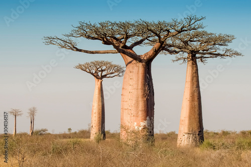 Papier peint Beautiful Madagascar Baobab. Madagascar. Africa