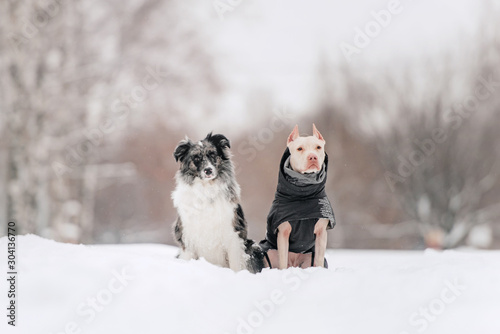 Photography two dogs posing outdoors in winter together