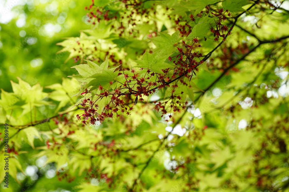 Obraz premium 楓の若葉と花