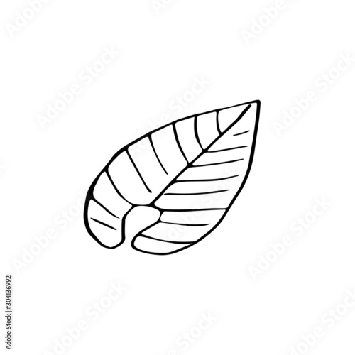 Single hand drawn tropic leaf for greeting cards, posters, stickers and seasonal design. Isolated on white background. Doodle vector illustration.