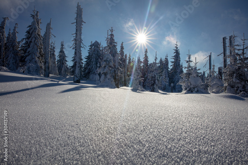 sunstar shining down on bavarian forrest winter wonderland at mount lusen photo