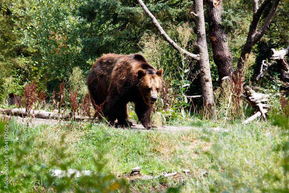 American Brown Bear at the zoo American Brown Bear at the zoo