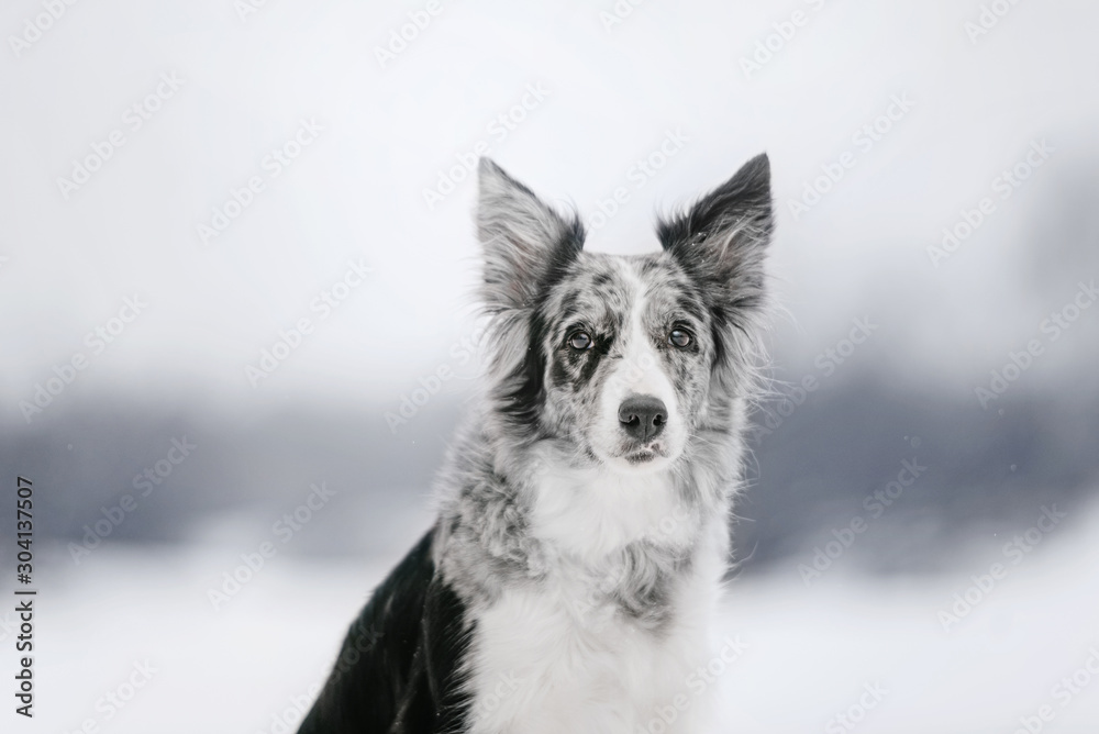 adorable border collie dog posing outdoors in winter adorable border collie dog posing outdoors in winter