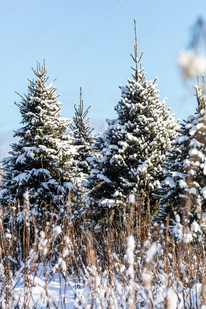 Blue spruce, winter spruce, spruce in the snow, New Year spruce