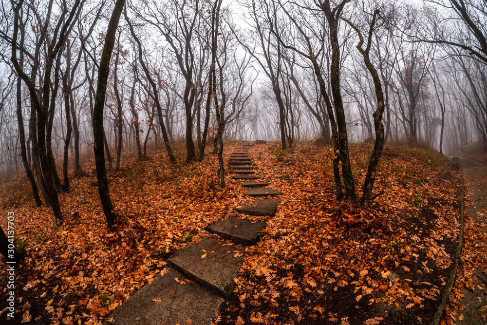 paths in a foggy autumn park
