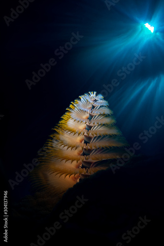 Wallpaper Mural Underwater marine scene with soft coral and sun rays piercing through the water. Torontodigital.ca