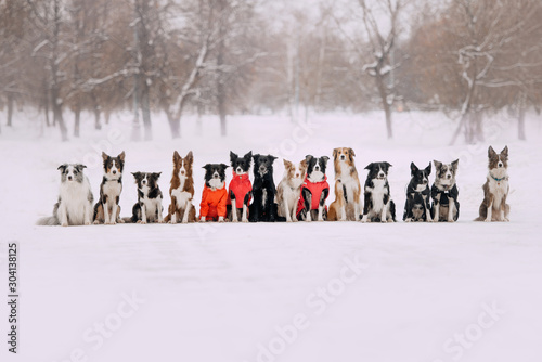 Photography group of dogs posing together in winter