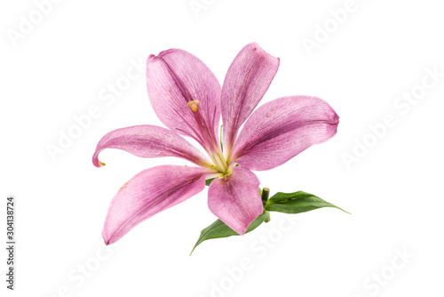 a blooming pink lily close-up on a white background