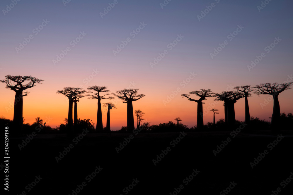 Beautiful sunset Baobab Alley. Madagascar. Africa
