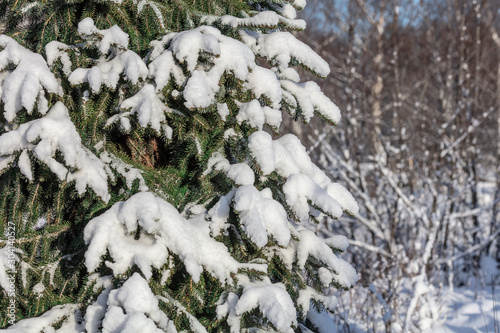 Blue spruce, winter spruce branch, branch in the snow