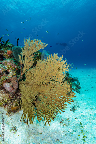 Fototapeta Naklejka Na Ścianę i Meble -  Underwater scene with corals, fish and diver silhouette.