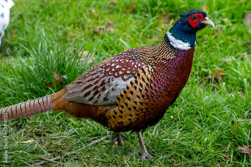 A male pheasant in grassland in Cornwall