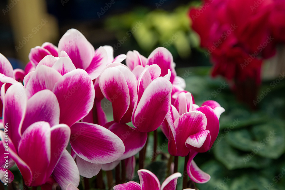 Cyclamen Cyclamen