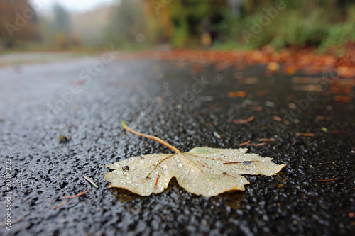 Maple leaf on wet path after rain