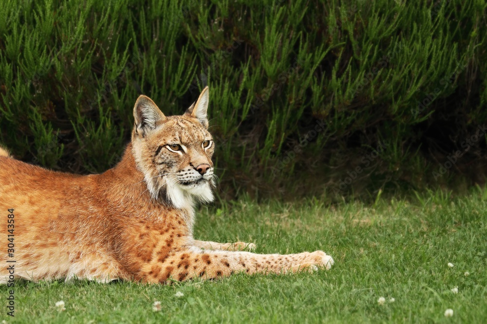 Fototapeta premium The Eurasian lynx (Lynx lynx) lying in front of the forest.