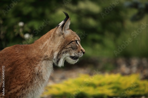 The Eurasian lynx (Lynx lynx) staying in front of the forest in yellow flowers.