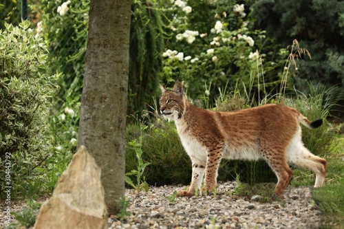The Eurasian lynx (Lynx lynx) walking in the green grass in front of the forest. © Honza Hejda