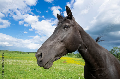  Horse portrait. Klintsevo village. Russia