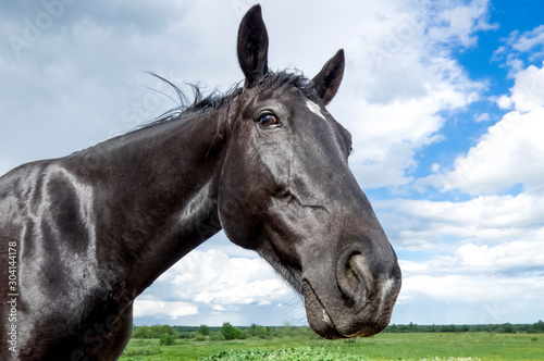  Horse portrait. Klintsevo village. Russia