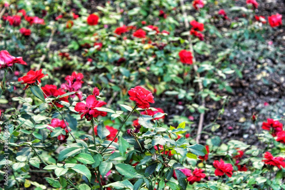 Red roses background in the garden
