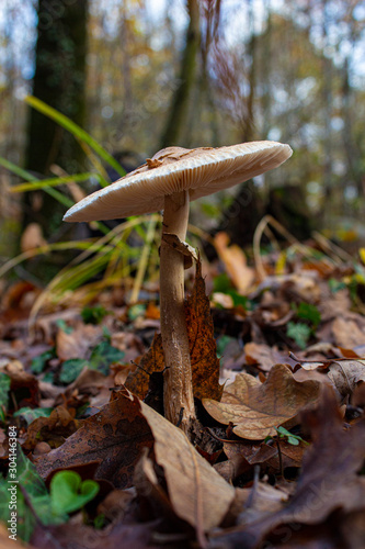 Fungo solitario in mezzo alle foglie