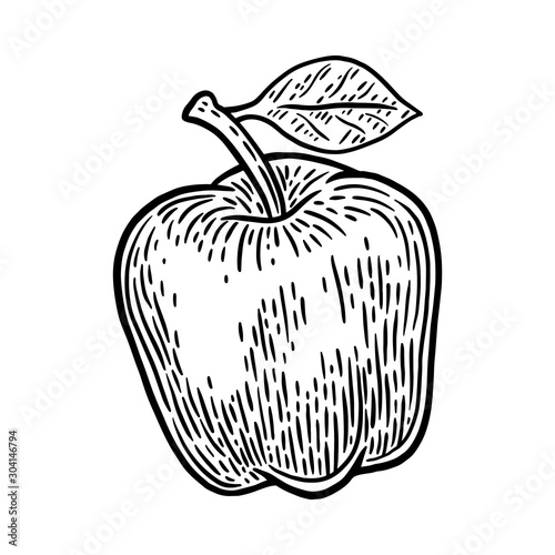 Vintage retro fresh apple isolated vector illustration on a white background. Design element.